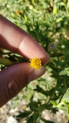 Heterotheca oregona