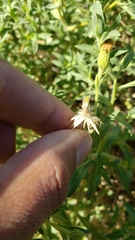 Heterotheca oregona