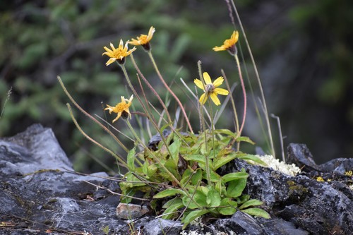 Arnica griscomii