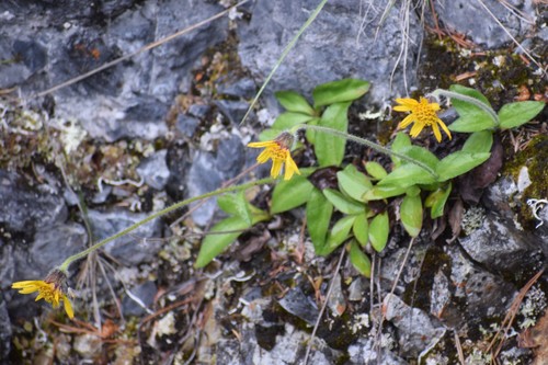 Arnica griscomii, photograph 1