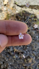 Leptosiphon liniflorus pharnaceoides