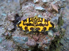 Polythrena coloraria