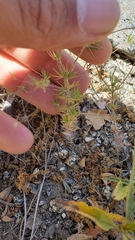 Leptosiphon liniflorus pharnaceoides