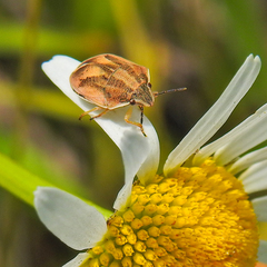 Homaemus parvulus