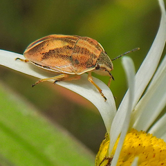 Homaemus parvulus