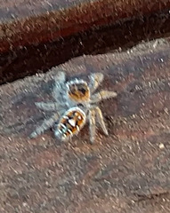 Phidippus carolinensis