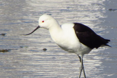 Recurvirostra andina