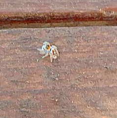 Phidippus carolinensis