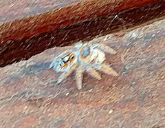 Phidippus carolinensis