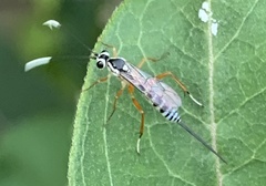 Sphelodon phoxopteridis