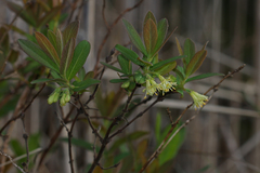 Lonicera villosa