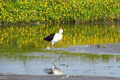 Recurvirostra andina