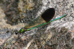 Calopteryx aequabilis