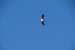 Recurvirostra andina