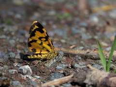 Polythrena coloraria