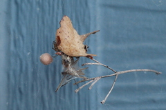 Tidarren sisyphoides