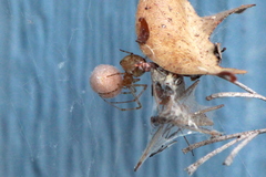 Tidarren sisyphoides