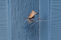 Tidarren sisyphoides