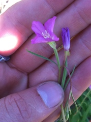Clarkia gracilis