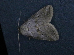 Hyperstrotia pervertens