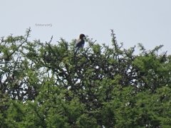 Aphelocoma wollweberi