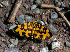 Polythrena coloraria