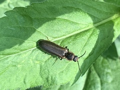 Denticollis denticornis