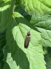 Denticollis denticornis