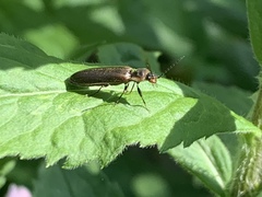 Denticollis denticornis