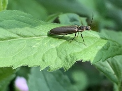 Denticollis denticornis