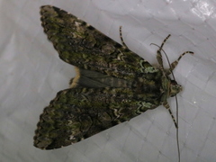 Anaplectoides prasina