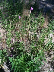 Clarkia gracilis