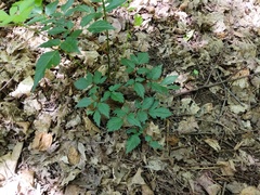 Astilbe japonica