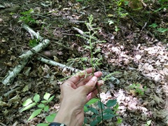 Astilbe japonica