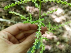 Astilbe japonica