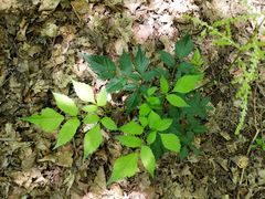 Astilbe japonica