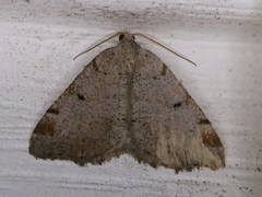 Macaria anataria