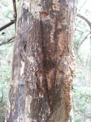 Maculonecroscia shukayi