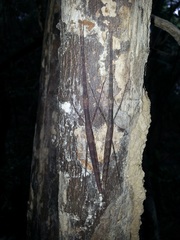 Maculonecroscia shukayi