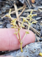 Arceuthobium americanum