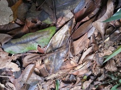 Maculonecroscia shukayi