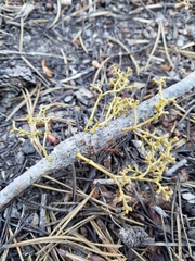 Arceuthobium americanum