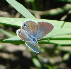 Echinargus isola
