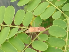 Dasynini