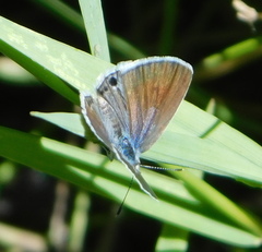 Echinargus isola