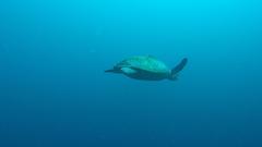 Hawksbill turtle