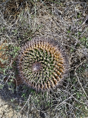 Mammillaria gigantea