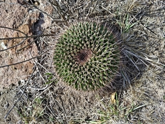 Mammillaria gigantea