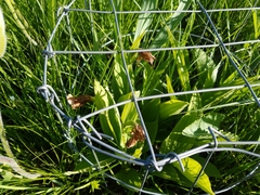 Cypripedium candidum