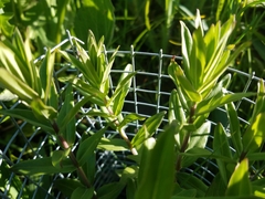 Gentiana puberulenta